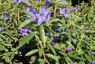 Rhododendron augustinii Russautinii